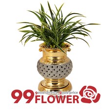 (오늘도착) 99플라워 동양란 ST-E511 - 개업 승진 축하 취임 전국당일배송 축하난