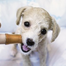 100%국내제조 하이비 애견용 은나노 실리콘 손가락팻칫솔1P+케이스1P 반려견, 1개