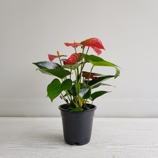 온누리농원 안시리움(빨강), 1개