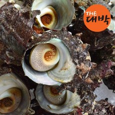 당일조업 통영 뿔소라 자연산, 1개, 뿔소라 1kg