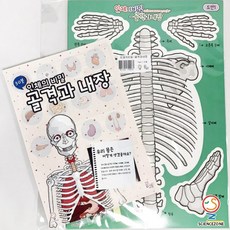 사이언스존 [꿈과-인체의 비밀-골격과 내장 1인용] 과학실험키트 학습교구세트