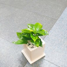 꽃피우는청년 키우기 쉬운 실내공기정화식물 사각 화이트 화분 (무광), 1개, 스킨답서스