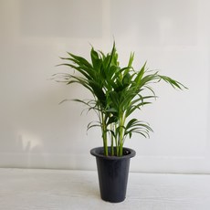 온누리농원 아레카야자 초특가 공기정화식물, 1개