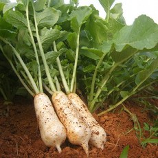 고창황토밭 알타리 무 천수무 총각무 지호네농장, 1박스, 알타리무우_14kg내외(6단정도)