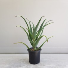 온누리농원 알로에 아보라센스, 1개