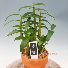 [재희난] 석곡-'향설', 1개