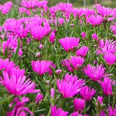 송엽국 노지월동다년초 7cm포트묘 꽃심야생화, 7개