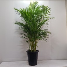 온누리농원 아레카야자 대형 사이즈 전체크기 150cm 이상 공기정화식물, 1개