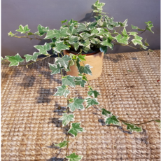 에덴농원 길게늘어지는 무늬아이비(늘어진 모습이 예쁜아이에요), 1개