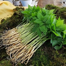 산골짜기농장 미니80뿌리, (미니)80뿌리, 1박스