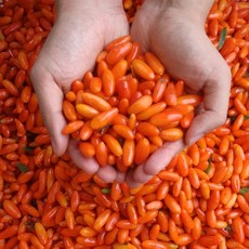 친환경팔도 [생산자직송] 청양 명덕재님의 건구기자 200g, 단품, 1개