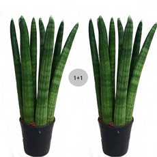 트리앤 1+1 스투키 20cm 25cm 30cm본쉘스투키 / (1개)40cm 50cm, 01. 1+1 일자형스투키20c-7촉이상 1개, 1개