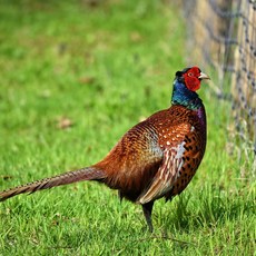 (부화알) 꿩 유정란 10개 - 봄철에만 생산가능