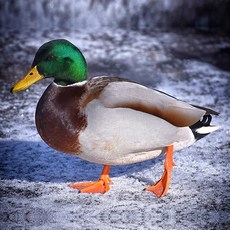 (부화알) 청둥오리 유정란, 10개