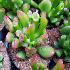 우주목(소) 다육식물 선인장, 1개