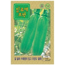 씨앗 호박 일류애호박 10립, 1개