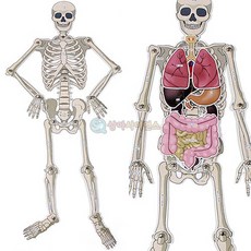 SA 인체골격 내부장기모형, 1개