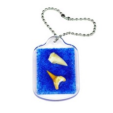 상어이빨 화석고리 5명 set RS1