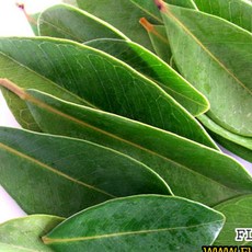 레몬 구아바생잎(50g) 허브식물, 1개
