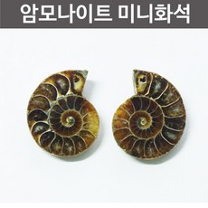암모나이트 미니화석 RTS