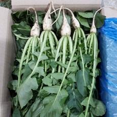 새벽들 열무, 1개, 4kg