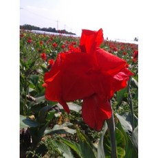 구근 칸나 구근 적색구(3구), 1개