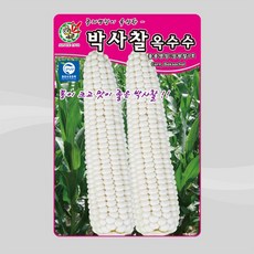 슬로시 제일종묘 옥수수 씨앗 박사찰옥수수 150립, 1개