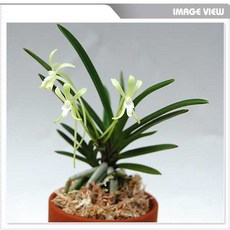 재희난 비취, 1개