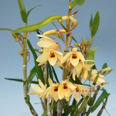 재희난 팔대, 1개