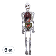 인체골격모형만들기, 6세트