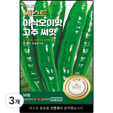 베스트 아삭오이맛 고추씨앗 50립 안맵고 맛 좋은 과일 풋 고추씨 종자, 3개
