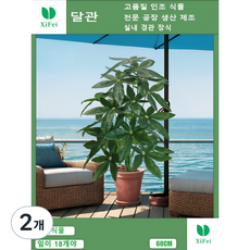 실내 장식에 쓰이는 인조 부자 나무는 18개의 잎이 60cm 높이이고 조화 인조 식물은, 2개, 부자 나무 높이 60cm