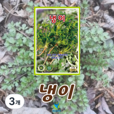 냉이 씨앗 (5000립) 종묘 종자 민속채소 봄나물 씨, 3개