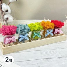 스칸디아모스 공기정화식물 편백 쁘띠 5종세트, 2개