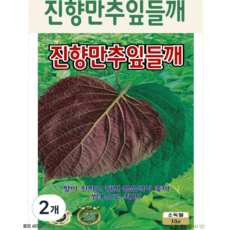 진향만추 잎들깨 씨앗 깻잎씨앗 종묘 종자 씨 영웅 KS, 2개