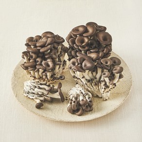 국내산 친환경 느타리버섯, 500g, 1개