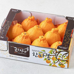 [로켓프레시] 제주 위미농협 당도선별 한라봉