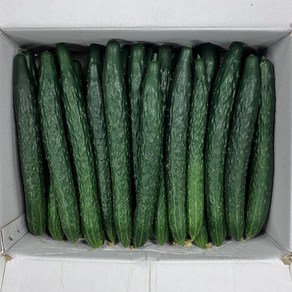 클릭마켓 당일상품 국내산 가시오이 못난이 오이 청오이, 3kg, 1개