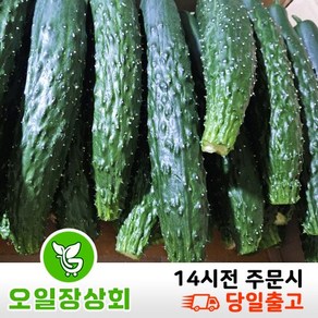 국내산 가시오이 못난이오이 업소용 C품 10kg내외, 10kg