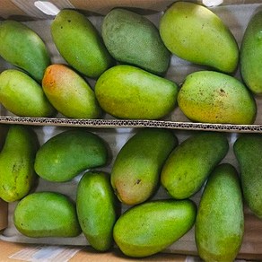 Thomy 베트남 베이비 그린망고 800g 1.2~1.3kg 1.5kg 2.5kg 5kg (Xoai hat lep), 베이비 5KG(12~22EA), 1개