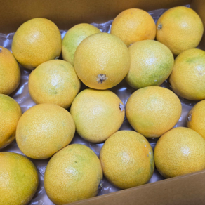 [디어푸르츠] 제주 황금향 추석 선물세트 산지직송 프리미엄 가정용 선물용, 1박스, 가정용 2kg 중대과