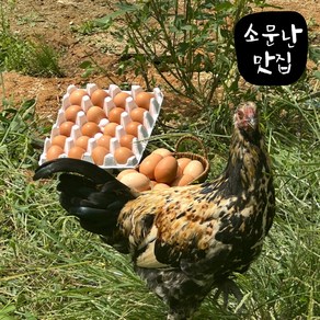 소문난맛집 유정란 난각번호1번 계란 대란 자연방사 무항생제 HACCP인증, 3개, 20구