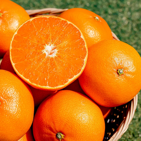 [제주도1위] 고당도선별 제주 황금향 선물세트, 1박스, 3kg(선물용)