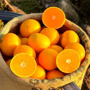 5차완판 제주의맛 가득담은 3대 황금향, 1박스, 2kg (중대과)