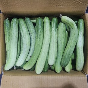 클릭마켓 못난이 백오이 백 다다기 오이 오이지, 10kg, 1개