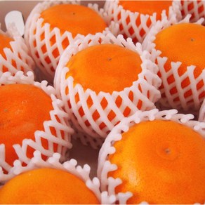 백화점납품용 프리미엄 추석선물세트 황금향 선물세트, 1세트, 2kg(선물용)