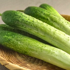 국내산 백오이 백다다기, (상) 3kg, 1박스