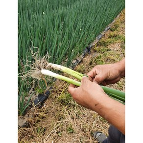 국내산 산지직송 흙대파 대파 1kg, 2kg