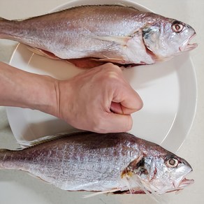 통영 반건조 손질 백조기 내장손질 제수용 조기, 1개, 특대 4미 (1미당 160~199g)