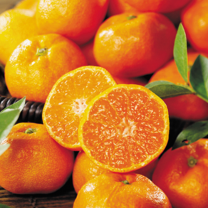 [2025햇수확] 물가안정 제주직송 고당도 황금향, 1개, 3kg (못난이)